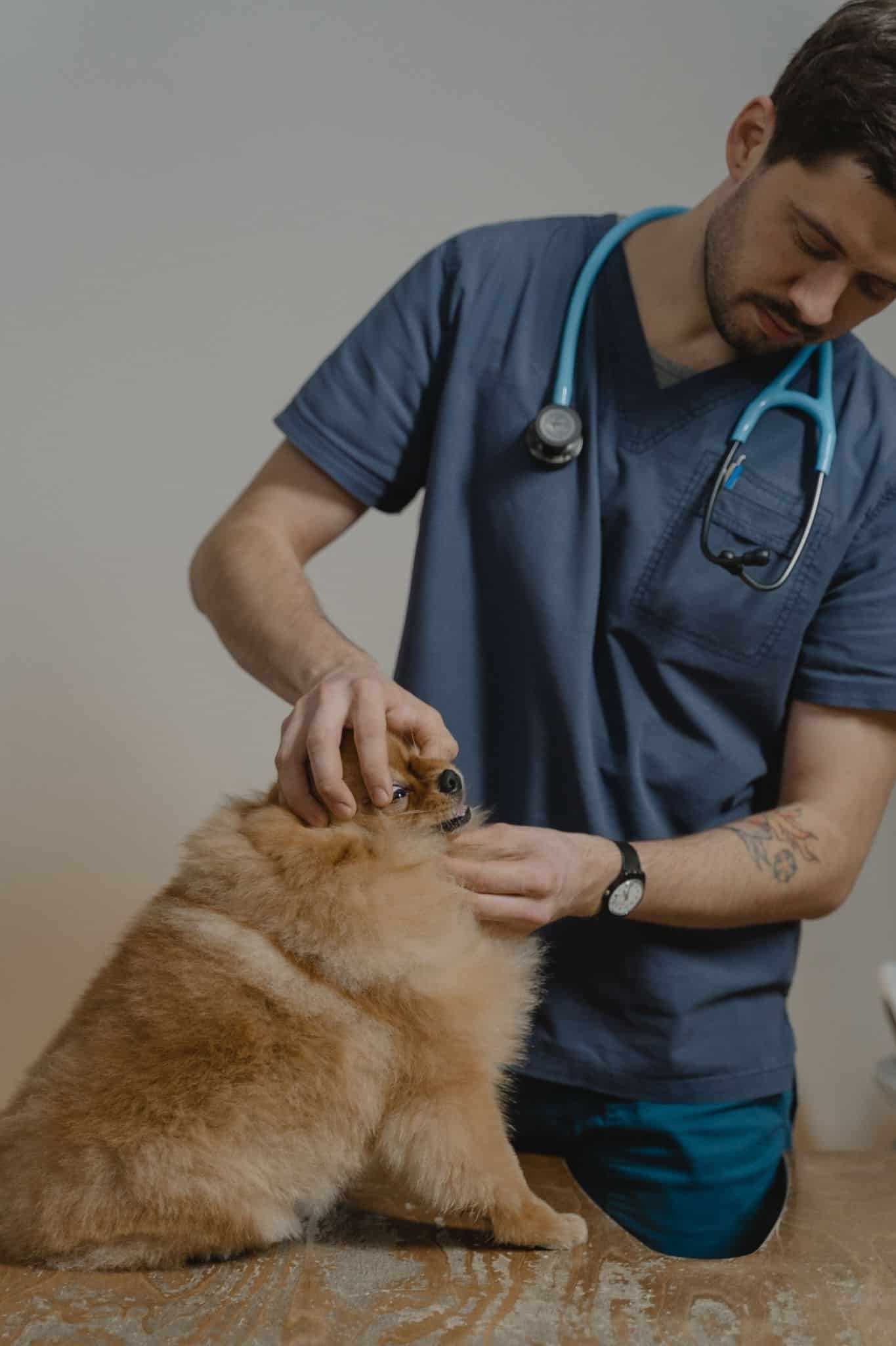 A male veterinarian wearing dark blue scrubs and a stethoscope examines a small, fluffy orange Pomeranian on a table. The veterinarian is gently holding the dog's head with both hands to carefully inspect its face and eyes. 