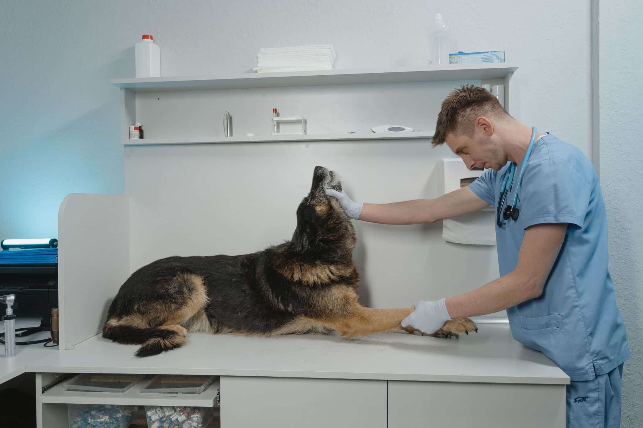A male veterinarian in blue scrubs and white gloves examines a large black and tan dog lying on a white examination table in a clinic. He gently holds the dog's chin with one hand and one of its front paws with the other. 